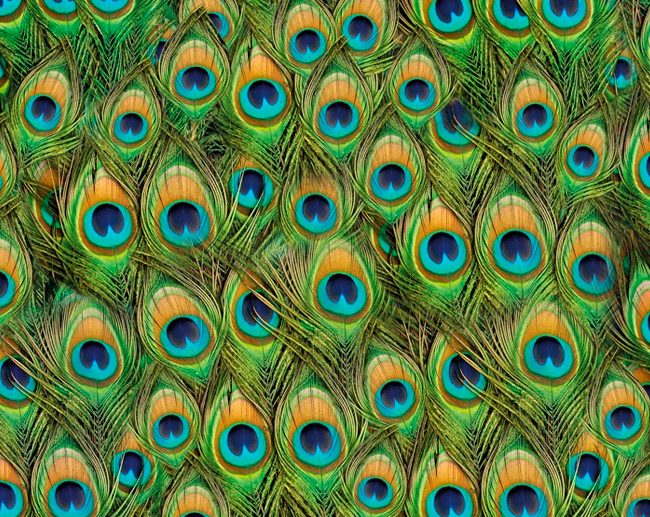 Tecido Impresso Half Panama Penas de Pavão Art Deco